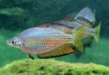 Fiche du poisson Melanotaenia splendida inornata poisson Melanotaenia splendida inornata (2)