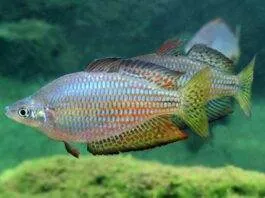 poisson Melanotaenia splendida inornata (2)