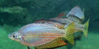 poisson Melanotaenia splendida inornata (2)