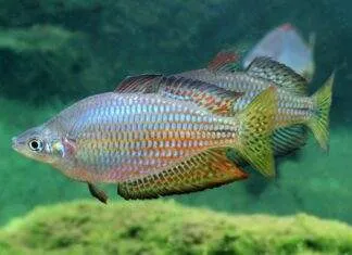 poisson Melanotaenia splendida inornata (2)