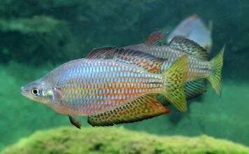 poisson Melanotaenia splendida inornata (2)
