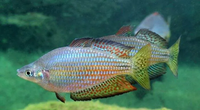 poisson Melanotaenia splendida inornata (2)