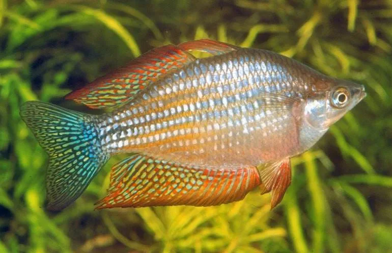 poisson Melanotaenia splendida inornata