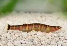 poisson Pangio kuhlii (1)