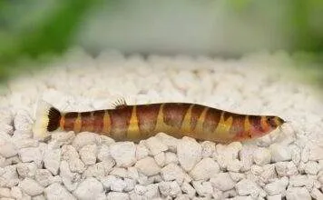 poisson Pangio kuhlii (1)