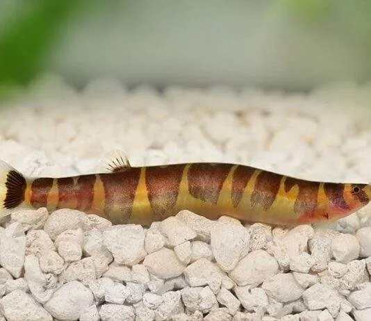 poisson Pangio kuhlii (1)