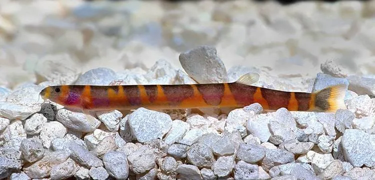 poisson Pangio kuhlii (2)