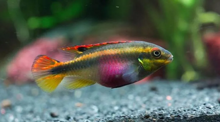 poisson Pelvicachromis pulcher (1)