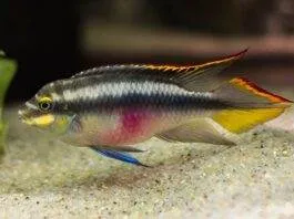 poisson Pelvicachromis pulcher (2)