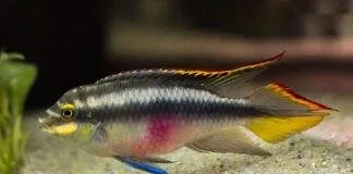 poisson Pelvicachromis pulcher (2)
