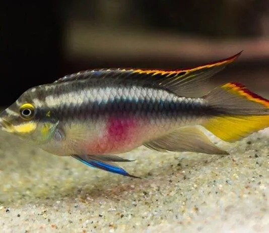 poisson Pelvicachromis pulcher (2)