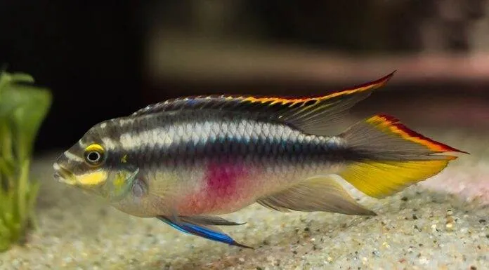poisson Pelvicachromis pulcher (2)