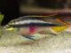 poisson Pelvicachromis pulcher (2)
