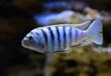 poisson Pseudotropheus saulosi