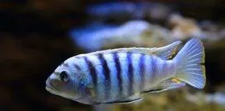 poisson Pseudotropheus saulosi