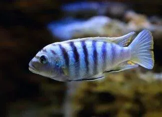 poisson Pseudotropheus saulosi