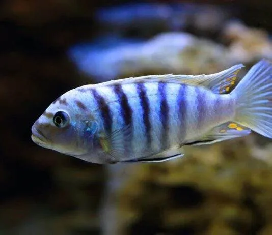 poisson Pseudotropheus saulosi
