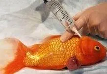 Comment soigner les poissons d’aquarium soigner les poissons d'aquarium