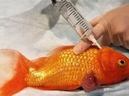 soigner les poissons d'aquarium