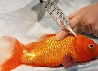 soigner les poissons d'aquarium