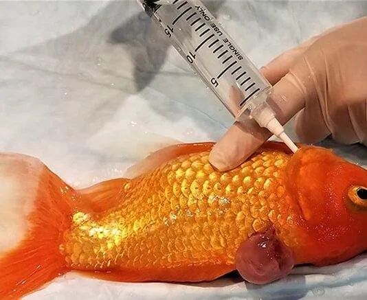 soigner les poissons d'aquarium