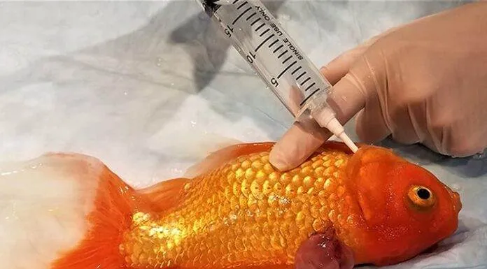 Comment soigner les poissons d’aquarium soigner les poissons d'aquarium