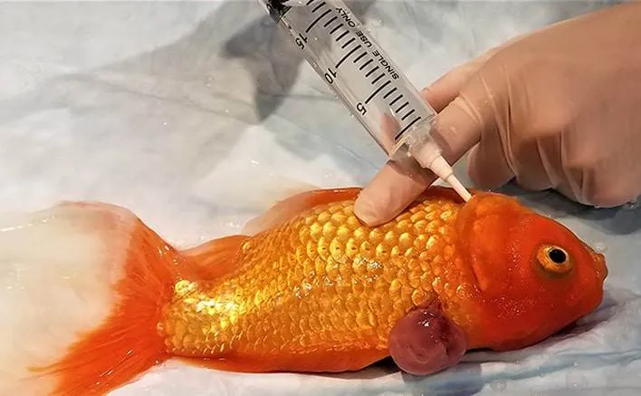 soigner les poissons d'aquarium