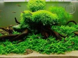tout savoir sur les plantes d'aquarium
