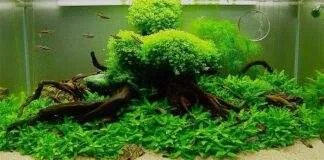 tout savoir sur les plantes d'aquarium