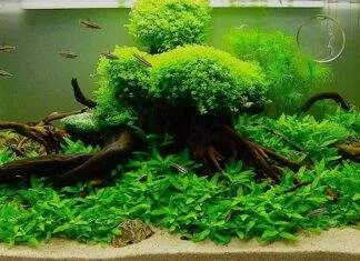 tout savoir sur les plantes d'aquarium