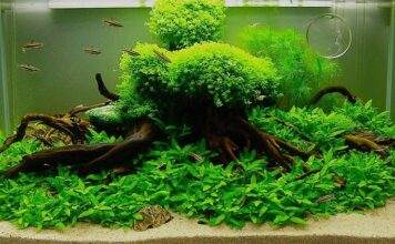 Tout savoir sur les plantes d’aquarium tout savoir sur les plantes d'aquarium