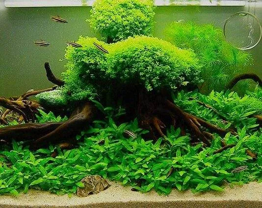 tout savoir sur les plantes d'aquarium