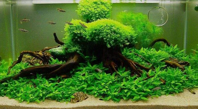 Tout savoir sur les plantes d’aquarium tout savoir sur les plantes d'aquarium