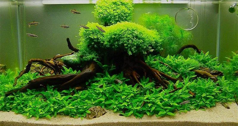 tout savoir sur les plantes d'aquarium