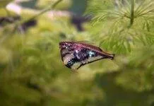 Fiche du poisson Carnegiella strigata Carnegiella strigata