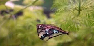 Carnegiella strigata