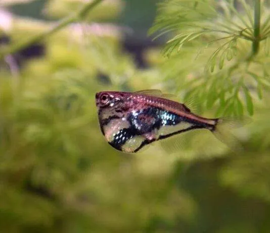 Carnegiella strigata