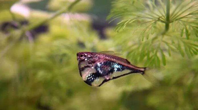 Carnegiella strigata