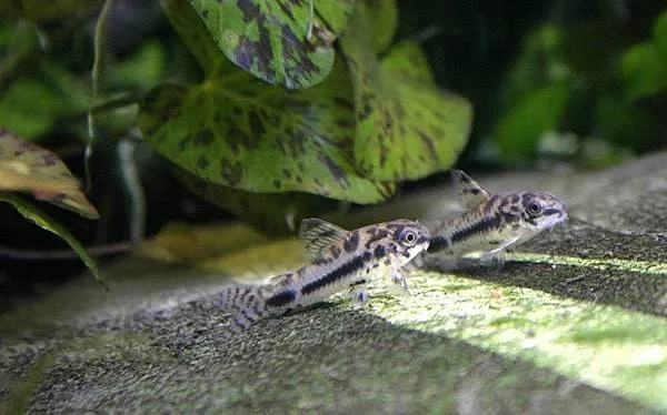 Corydoras a nageoire noire