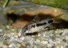 Fiche du poisson Corydoras habrosus Corydoras habrosus