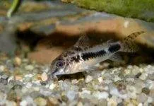 Fiche du poisson Corydoras habrosus Corydoras habrosus