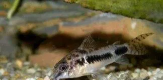 Corydoras habrosus