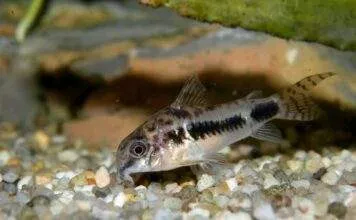 Corydoras habrosus
