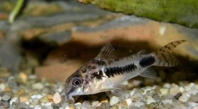 Corydoras habrosus