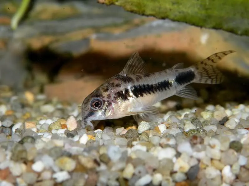 Corydoras habrosus Corydoras habrosus