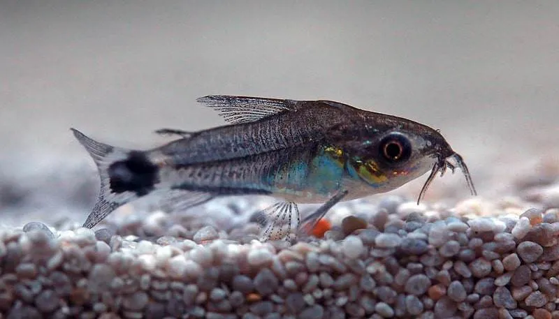 Corydoras hastatus