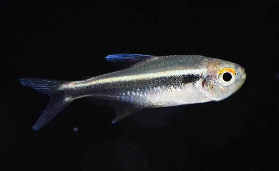 Hyphessobrycon herbertaxelrodi
