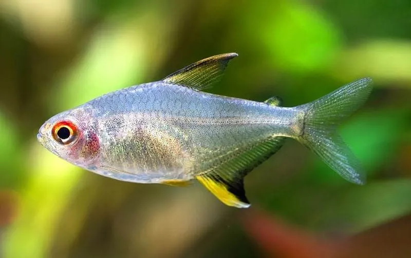 Hyphessobrycon pulchripinnis