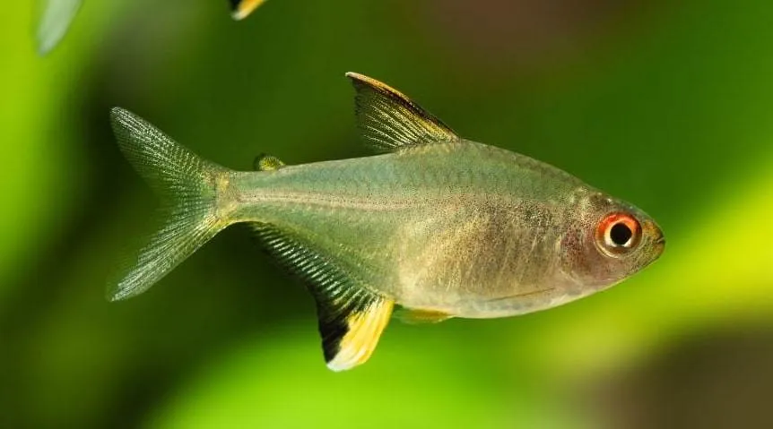 Lemon Tetra