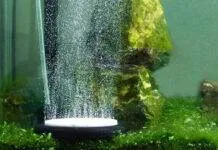 L’oxygène dans l’aquarium L'oxygène dans l'aquarium